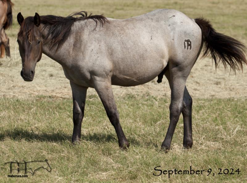 Salty Blue Rain MA's 2023 Roan Colt